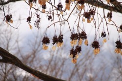 IMG_2315
