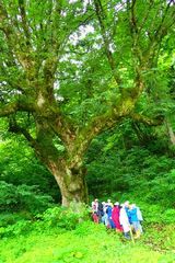 自然散策ウォーク