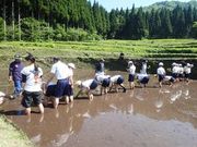 田植え