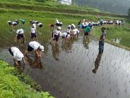 田んぼ作業②