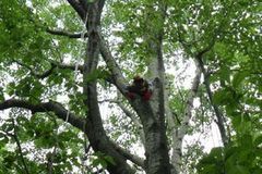 森の動物のように