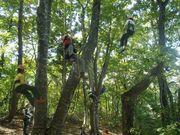 昨日のツリーイング２