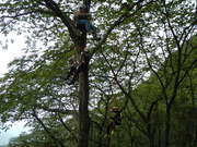 木の上の空中散歩