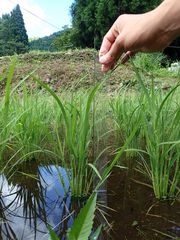 成長の様子