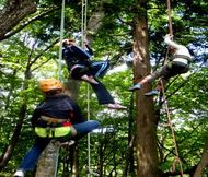 レッツツリーイング