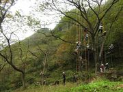 いざ木の上の世界へ！