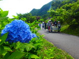 紫陽花から応援