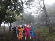 レッツツリーイング