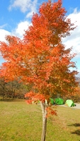 キャンプ場の紅葉