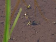 マツモムシ発見