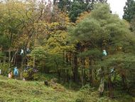 こだまがいっぱい