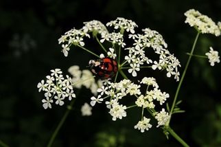 いろんな生き物が観察できます