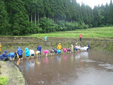 3組の田植え