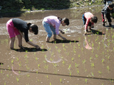 田植えにて②