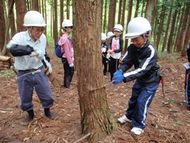 杉の間伐をグループでしました