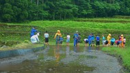 田植え体験