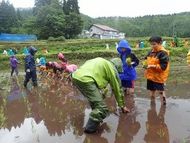 雨なかの田植え