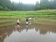 まっすぐ伸び、大きく育て！！