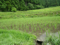 順調に育っています